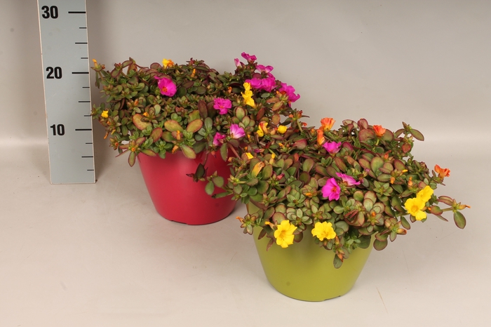 <h4>Arr 21 Portulaca</h4>