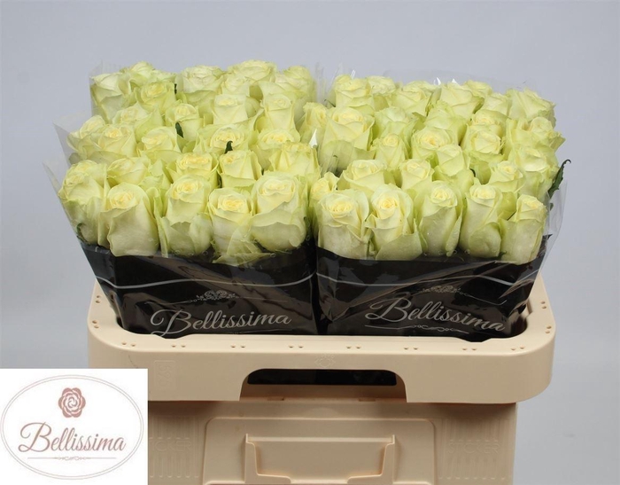 <h4>Rosa a grande fleur Cream Unique</h4>