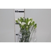 CRAVO SPRAY 060 CM BRANCO