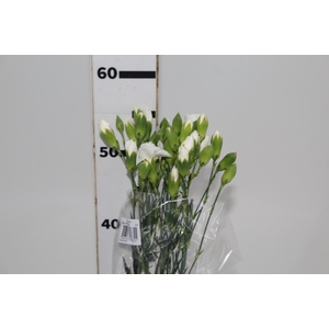CRAVO SPRAY 060 CM BRANCO