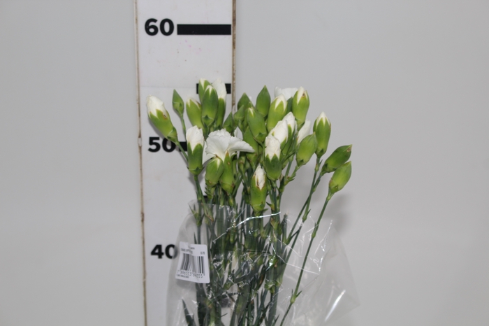 CRAVO SPRAY 060 CM BRANCO