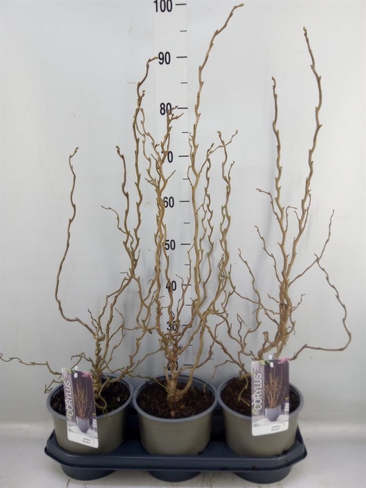 <h4>Corylus avellana</h4>