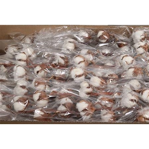 Gossypium 12 Bal (katoen)