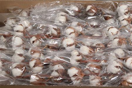 <h4>Gossypium 13 Bal (katoen)</h4>