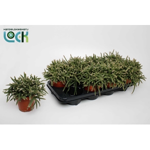 RHIPSALIS BACCIFERA