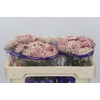 Ozothamnus Cooks Pink