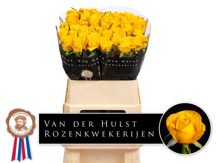 <h4>R GR CATALUNYA+</h4>