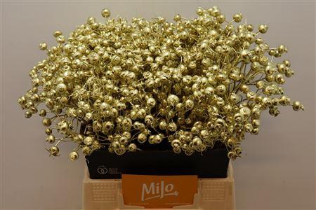 <h4>Rosa Klb Goud</h4>