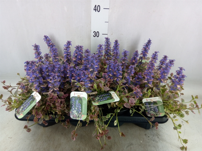 <h4>Ajuga reptans 'Burgundy Glow'</h4>