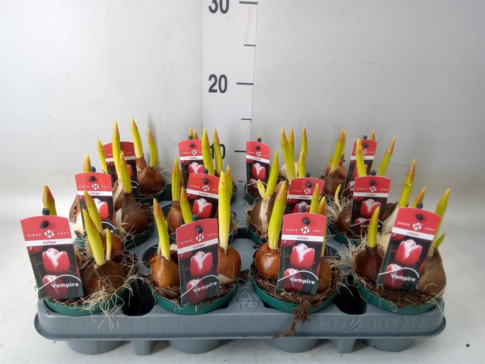 <h4>Tulipa   ...</h4>