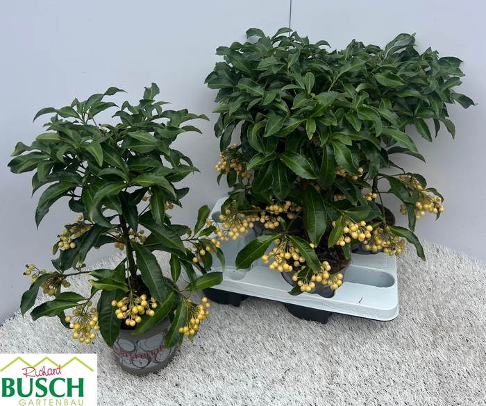 <h4>ARDIS CRENATA</h4>