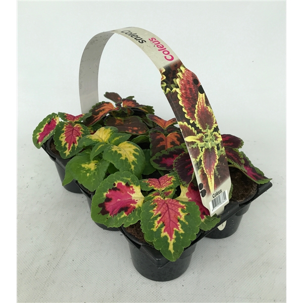 <h4>Coleus Blumei 6p</h4>