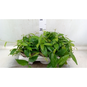 Ficus sagittata