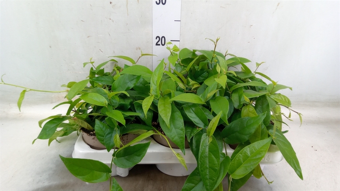 <h4>Ficus sagittata</h4>