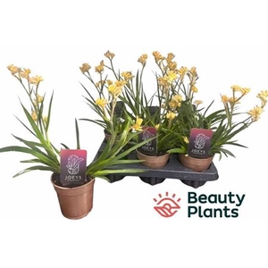 Anigozanthos overig