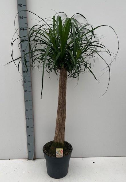 <h4>BEAUCARNEA RECUR</h4>