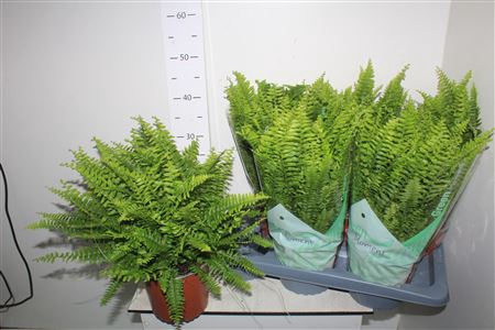 <h4>Nephr Ex Green Momen 17cm Pot</h4>