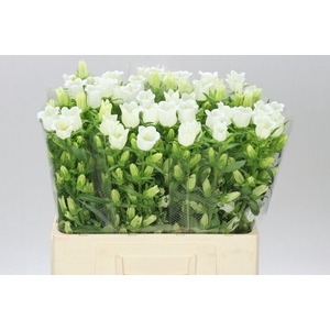 Campanula M Champ White