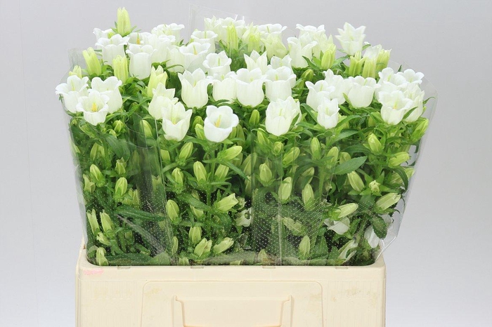<h4>Campanula M Champ White</h4>