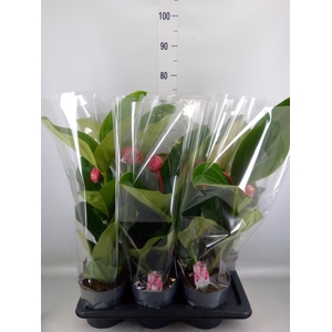 Medinilla magn. 'Flamenco'