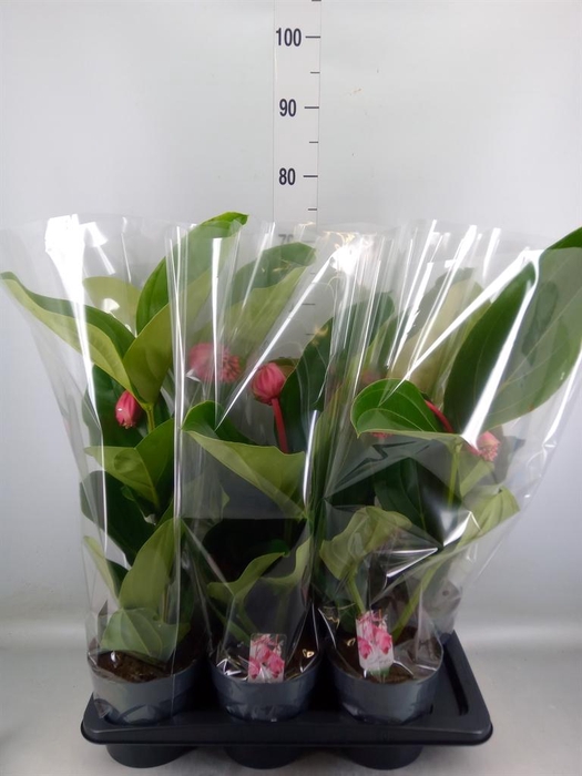 <h4>Medinilla magn. 'Flamenco'</h4>