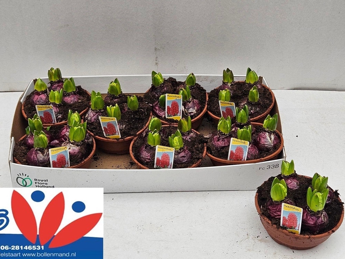 <h4>HYACIN PINK PEARL</h4>