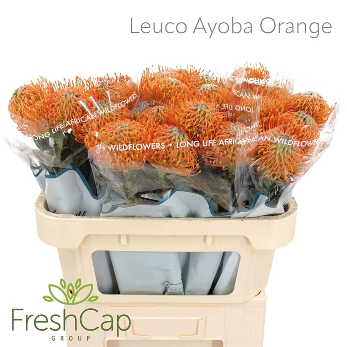 <h4>Leuco Ayoba Orange</h4>