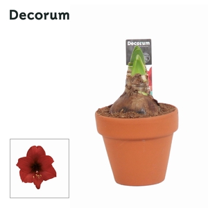 Amaryllis Kolibri Top Choice 2 Knop Terracotta OP (Decorum)