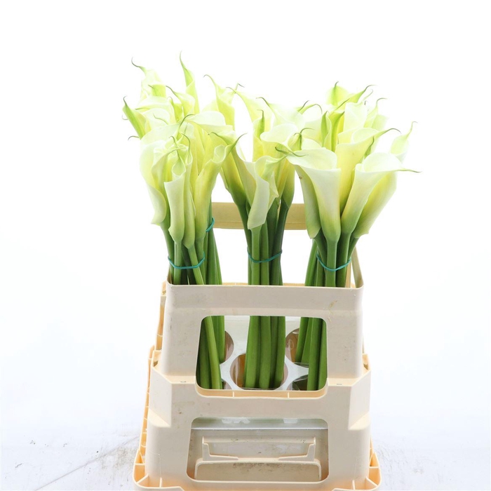 <h4>Aethiopica Overig Wit</h4>