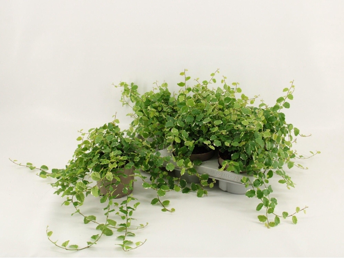 <h4>FIC PU WHITE SUNNY</h4>