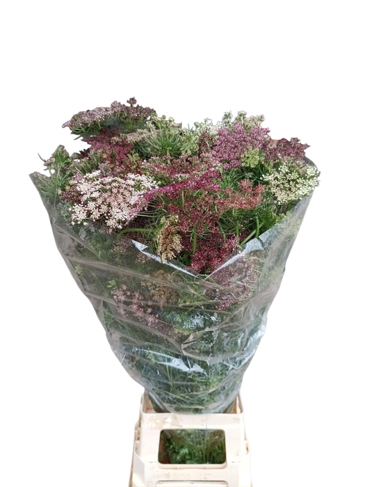 <h4>DAUCUS CAROTA DARA</h4>