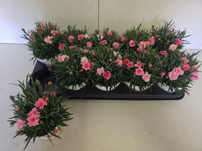 <h4>DIAN I LOVE U</h4>