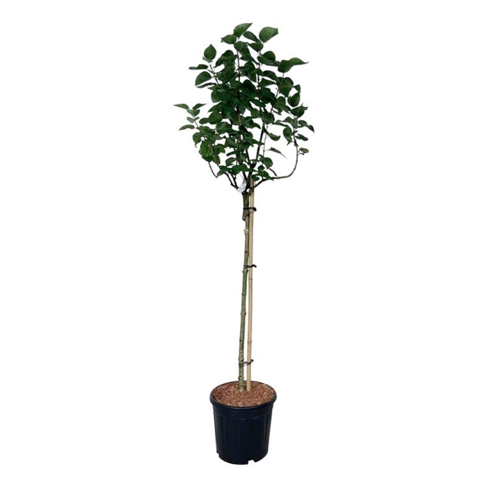 <h4>Syringa v. 'Lila Wonder'</h4>