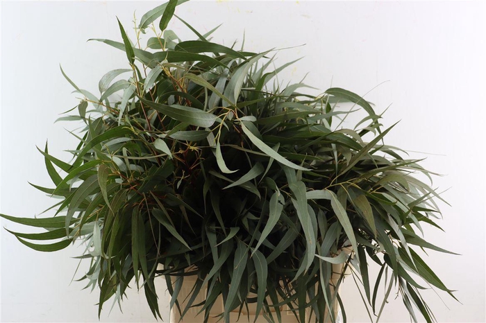<h4>Euca Nicoly 300gr S A P Bunch</h4>