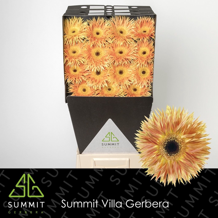 <h4>Gerbera Spider Anacleto Diamond</h4>