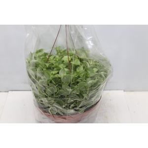PEPEROMIA SCANDENS C32