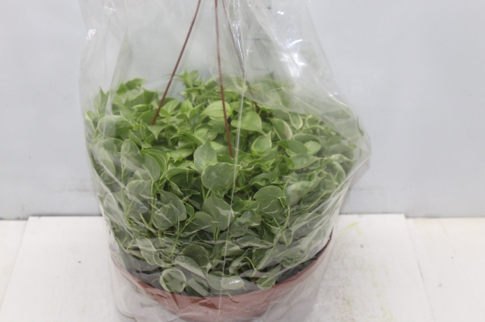 <h4>PEPEROMIA SCANDENS C32</h4>