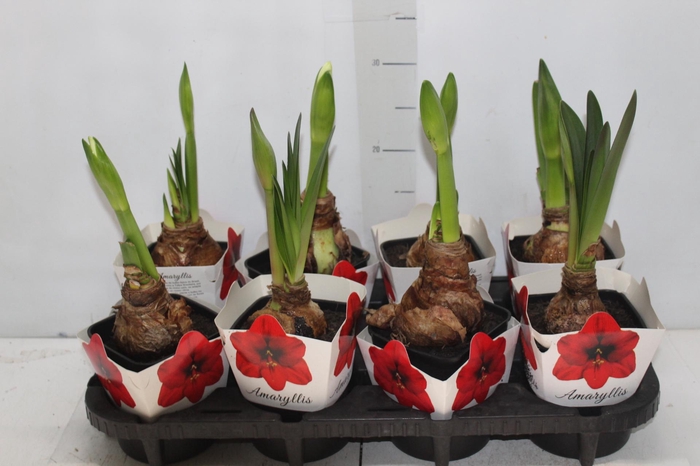 <h4>AMARYLLIS P14</h4>