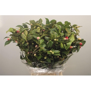 Camelia Per Bunch