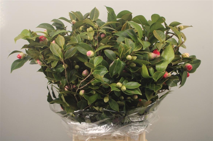 <h4>Camelia Per Bunch</h4>