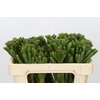 Kaaps Groen Albigreen