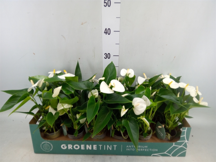 <h4>Anthurium andr. 'Everest'</h4>