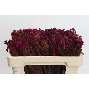 Kaaps Groen Palaecea Cerise