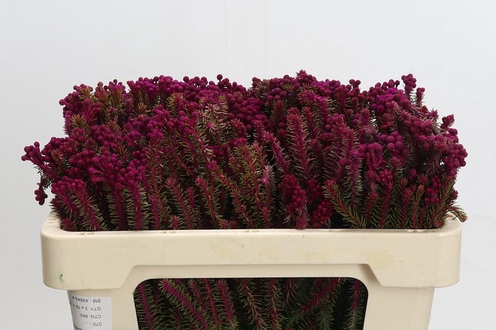 <h4>Kaaps Groen Palaecea Cerise</h4>