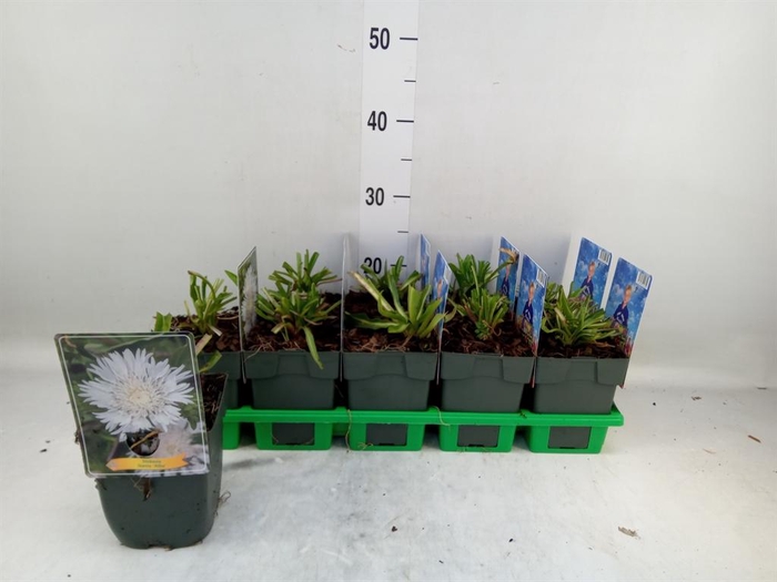 <h4>Stokesia laevis</h4>