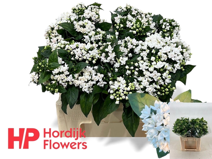 <h4>BOU DU SPARKLES IMP</h4>