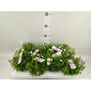 Campanula porten. 'Ambella White'