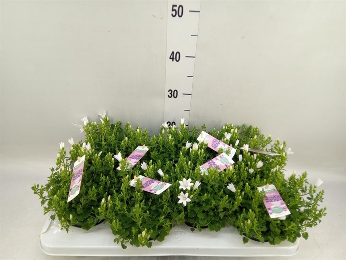 <h4>Campanula porten. 'Ambella White'</h4>