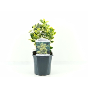 Euonymus japonicus Ovatus Aureus