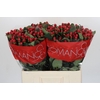 Hypericum True Romance